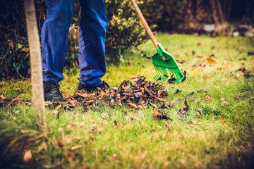 Raking leaves. The man is raking leaves with a rake. The concept of preparing the garden for winter, spring. Taking care of the garden.