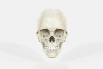 Female skull on a light background in the front. 3d render, 3d illustration. Medical and anthropological concept. Human skull, medical research, human study.