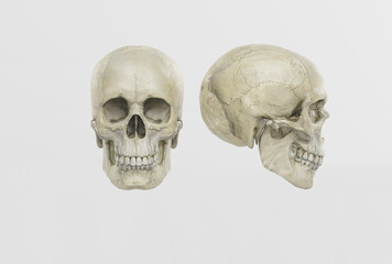 A skull of a man on a light side and front view. 3d render, 3d illustration. Medical and anthropological concept. Human skull, medical research, human study.