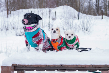 Two small chihuahua puppies of light color and a mongrel with a black face, dressed in colored knitted overalls, sit in the snow in winter. bokeh effect