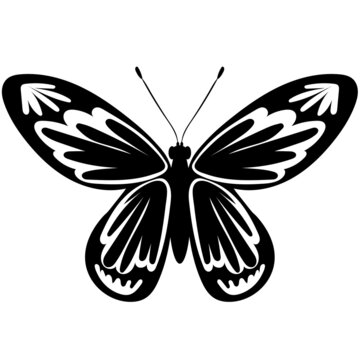 butterfly black and white silhouette, vector, isolated