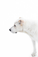 Caucasian guard Shepherd Alabai white color with fawn spots on a white background. A dog on a winter walk, looking into the distance. Concept: poster, dog breeding, veterinary, for puzzles, wallpaper.