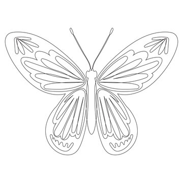 butterfly sketch on white background,isolated