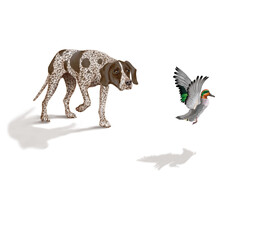 chien, en arrêt, braque, canard, sarcelle, allemagne, mâle, femelle, animal de compagnie, brun, isolé, mammifère, chiot, race, blanc, de race, court, portrait, chasse, chassant, joli, braque de weimar