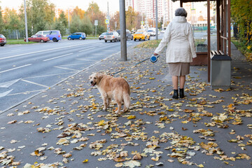 Golden retriever on the city street in autumn . Close up.