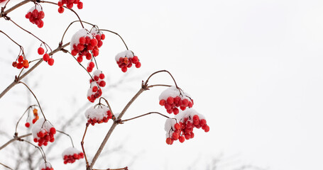 viburnum berries in winter,winter harvest on a tree with a copy of the space