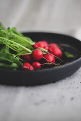 Frische Radieschen Ernte aus dem Garten