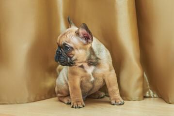 Fawn french bulldog puppy sitting on the floor in the room