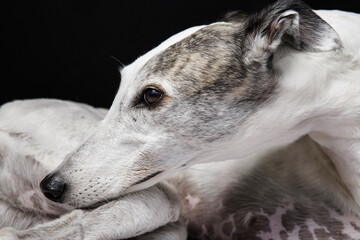 Portrait of a greyhound dog on black background