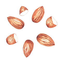 Collection of watercolor almonds