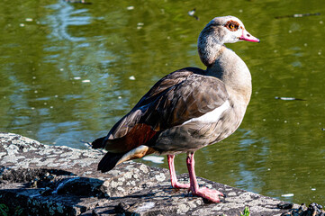 goose on the shore on a wall