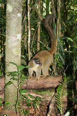 The common brown lemur in the isalo national park (Eulemur fulvus)
