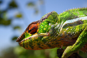 Green Panther Chameleon on a tree (Furcifer pardalis) in Madagascar - close-up, portrait