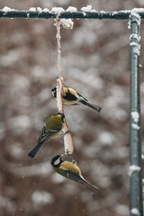 Great tit eating bacon