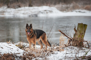 Adult German Shepherd Dog in the snow