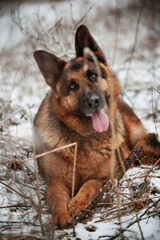 Adult German Shepherd Dog in the snow