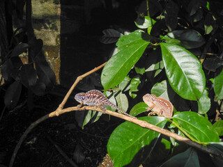 chameleon of madagascar