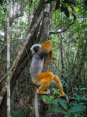 Diademsifaka (Propithecus diadema) Lemur in Madagascar