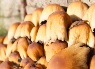 Cluster of toadstools growing at the bottom of a tree stump