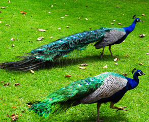 Obraz premium peacock with feathers