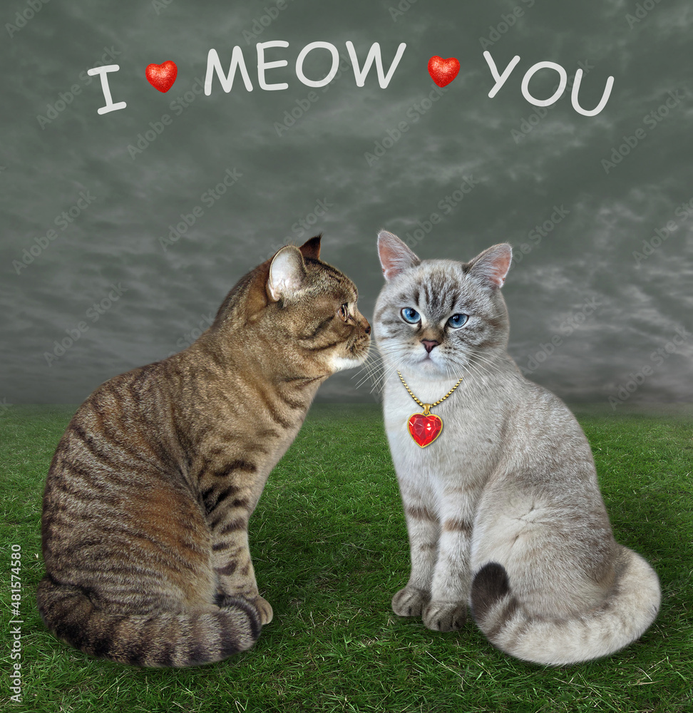 Wall mural a beige cat in love kisses its ashen lover in a meadow. i meow you.