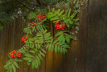 branch with rowan berries on the the fence