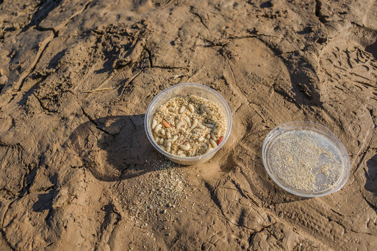 Maggot fly maggots in a box. Bait for fishing.