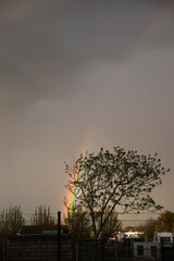 Tree With a Rainbow