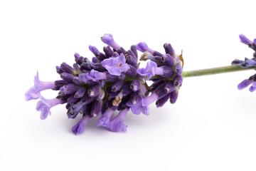 Lavender flowers on a white background.