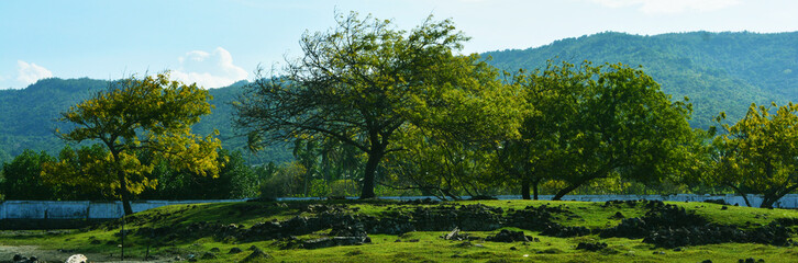 landscape with trees