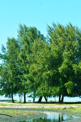 trees in the park