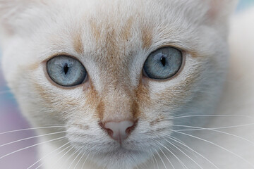 Close-up of brown and white puppy cat with bulging blue eyes and large, pronounced moustache