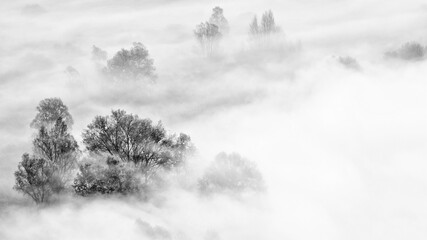 Black and white landscape with trees and fog