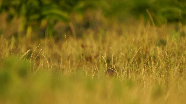 European Ground Squirrels in Romania, 2022