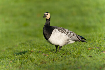 Obraz premium Barnacle goose, Branta leucopsis