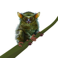 tersius bancanus is the smallest monkey in the world from sulawesi ,kalimantan,bangka and belitung, INDONESIA. WHITE BACKGROUND. Vector illustration
