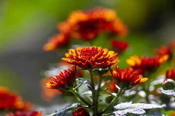 Close up of yellow-orange chrysanthemums flowers