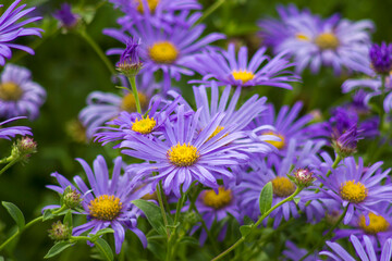 Alpine Aster (Aster alpinus)