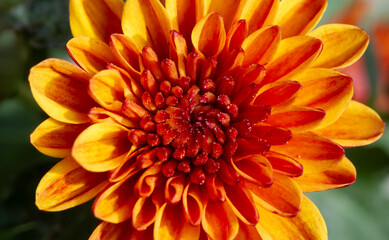 Close up of yellow-orange chrysanthemums flowers