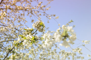 Fototapeta premium Dainty flowers blooming in the early spring