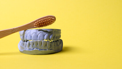 ceramic model of human teeth.
