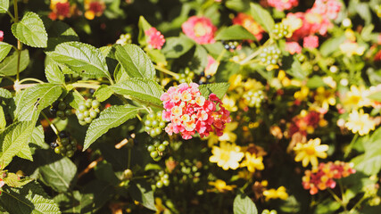 Common lantana or Lantana camara, small ornamental shrub with serrated and rough leaves, flowering in umbels of round colorful flowers in bouquets