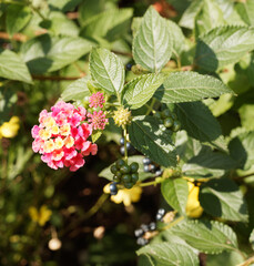 Lantana camara | Common lantana. Bushy shrub with a myriad small colorfull flowers between dark green, toothed and slightly embossed leaves on erect and thorny stems