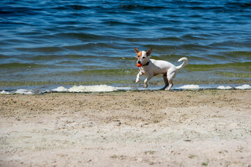 Dog on the beach in summer