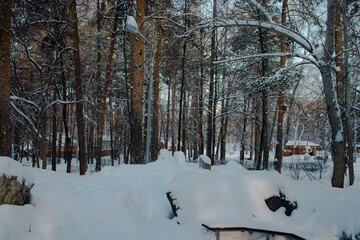 square winter pine russia