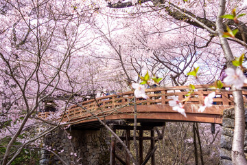 高遠城址公園　桜と橋