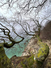 Landscapes the sea behind the trees. Natural forest