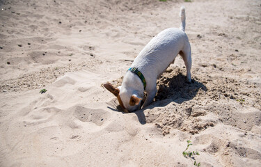 Obraz premium Dog on the beach in summer