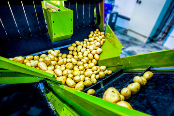 Food factory - potato sorting, processing and packing machine.
