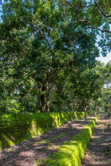 Sri Lanka. The ancient city of Polonnaruwa. A large green tree on the wall